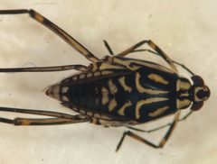Trepobates taylori by (c) Matthew Pintar, some rights reserved (CC BY), uploaded by Matthew Pintar. Used under a CC-BY license.
