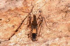 Oravelia pege by (c) Trevor Van Loon, some rights reserved (CC BY), uploaded by Trevor Van Loon. Used under a CC-BY license.