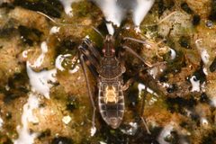 Oravelia pege by (c) Trevor Van Loon, some rights reserved (CC BY), uploaded by Trevor Van Loon. Used under a CC-BY license.