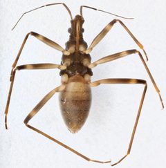 Oravelia pege by (c) Matthew Pintar, some rights reserved (CC BY), uploaded by Matthew Pintar. Used under a CC-BY license.