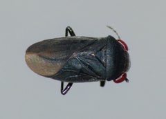 Schizopteridae by (c) Steve Kerr, some rights reserved (CC BY), uploaded by Steve Kerr. Used under a CC-BY license.