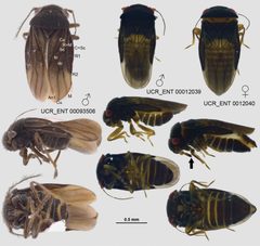 Schizopteridae by (c) https://doi.org/10.3897/zookeys.796.24176, some rights reserved (CC BY). Used under a CC-BY license.