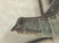 Rhagovelia novahispaniae by (c) Matthew Pintar, some rights reserved (CC BY), uploaded by Matthew Pintar. Used under a CC-BY license.
