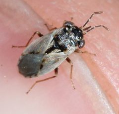 Geocoris pallens by (c) Even Dankowicz, some rights reserved (CC BY), uploaded by Even Dankowicz. Used under a CC-BY license.
