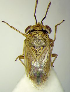 Geocoris punctipes by (c) Konstantin Grebennikov, some rights reserved (CC BY), uploaded by Konstantin Grebennikov. Used under a CC-BY license.