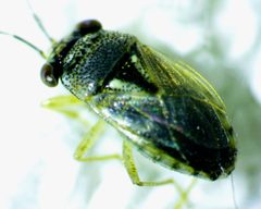 Geocoris punctipes by no rights reserved, uploaded by Ken Kneidel. Used under a CC0 license.