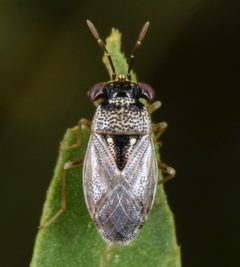 Geocoris punctipes by (c) skitterbug, some rights reserved (CC BY), uploaded by skitterbug. Used under a CC-BY license.