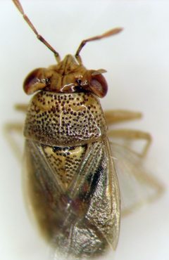 Geocoris punctipes by (c) Jason Eckberg, some rights reserved (CC BY), uploaded by Jason Eckberg. Used under a CC-BY license.