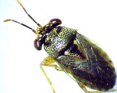 Geocoris punctipes by no rights reserved, uploaded by Ken Kneidel. Used under a CC0 license.