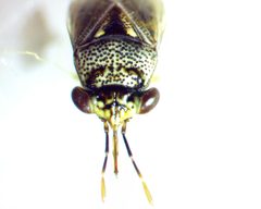 Geocoris punctipes by no rights reserved, uploaded by Ken Kneidel. Used under a CC0 license.