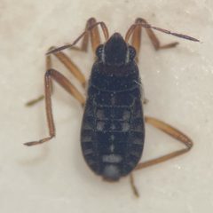 Microvelia cerifera by (c) Matthew Pintar, some rights reserved (CC BY), uploaded by Matthew Pintar. Used under a CC-BY license.