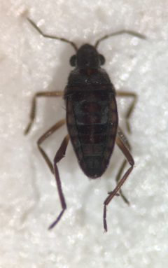 Microvelia cubana by (c) Matthew Pintar, some rights reserved (CC BY), uploaded by Matthew Pintar. Used under a CC-BY license.