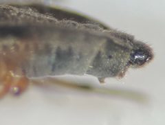 Microvelia fasciculifera by (c) Matthew Pintar, some rights reserved (CC BY), uploaded by Matthew Pintar. Used under a CC-BY license.