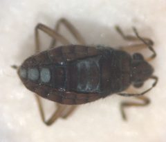 Microvelia fontinalis by (c) Matthew Pintar, some rights reserved (CC BY), uploaded by Matthew Pintar. Used under a CC-BY license.