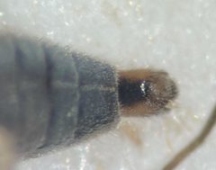 Microvelia paludicola by (c) Matthew Pintar, some rights reserved (CC BY), uploaded by Matthew Pintar. Used under a CC-BY license.