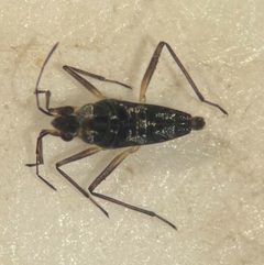 Microvelia paludicola by (c) Matthew Pintar, some rights reserved (CC BY), uploaded by Matthew Pintar. Used under a CC-BY license.