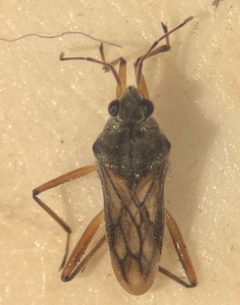 Microvelia paludicola by (c) Matthew Pintar, some rights reserved (CC BY), uploaded by Matthew Pintar. Used under a CC-BY license.