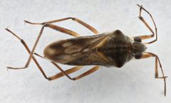 Microvelia paludicola by (c) Matthew Pintar, some rights reserved (CC BY), uploaded by Matthew Pintar. Used under a CC-BY license.