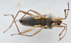 Microvelia paludicola by (c) Matthew Pintar, some rights reserved (CC BY), uploaded by Matthew Pintar. Used under a CC-BY license.