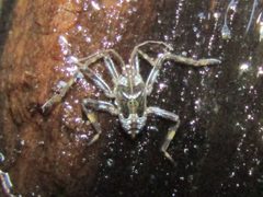 Platyvelia brachialis by (c) jfox16, some rights reserved (CC BY), uploaded by jfox16. Used under a CC-BY license.