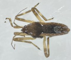 Platyvelia brachialis by (c) Matthew Pintar, some rights reserved (CC BY), uploaded by Matthew Pintar. Used under a CC-BY license.