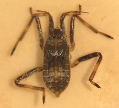Platyvelia brachialis by (c) Matthew Pintar, some rights reserved (CC BY), uploaded by Matthew Pintar. Used under a CC-BY license.