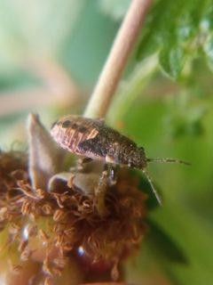 Heterogaster urticae by no rights reserved, uploaded by Alexis_lsu. Used under a CC0 license.