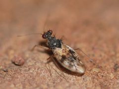 Patapius spinosus by (c) Toby, some rights reserved (CC BY), uploaded by Toby. Used under a CC-BY license.