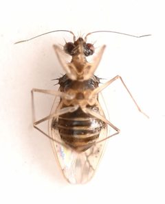 Patapius spinosus by no rights reserved, uploaded by Mike Palmer. Used under a CC0 license.