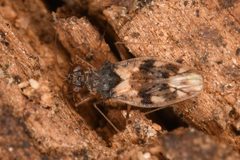 Patapius spinosus by (c) Hawk T., some rights reserved (CC BY), uploaded by Hawk T.. Used under a CC-BY license.