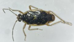 Pentacora hirta by (c) Matthew Pintar, some rights reserved (CC BY), uploaded by Matthew Pintar. Used under a CC-BY license.