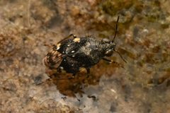 Micracanthia quadrimaculata by (c) Trevor Van Loon, some rights reserved (CC BY), uploaded by Trevor Van Loon. Used under a CC-BY license.