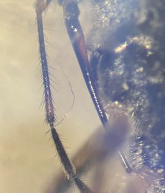 Saldula comatula by (c) Matthew Pintar, some rights reserved (CC BY), uploaded by Matthew Pintar. Used under a CC-BY license.