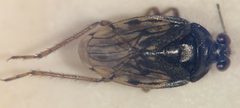 Saldula comatula by (c) Matthew Pintar, some rights reserved (CC BY), uploaded by Matthew Pintar. Used under a CC-BY license.