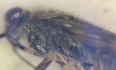 Saldula comatula by (c) Matthew Pintar, some rights reserved (CC BY), uploaded by Matthew Pintar. Used under a CC-BY license.