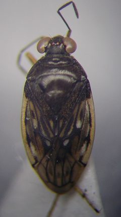 Saldula opacula by (c) Konstantin Grebennikov, some rights reserved (CC BY), uploaded by Konstantin Grebennikov. Used under a CC-BY license.