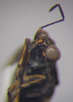 Saldula opacula by (c) Konstantin Grebennikov, some rights reserved (CC BY), uploaded by Konstantin Grebennikov. Used under a CC-BY license.