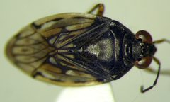 Saldula opacula by (c) Konstantin Grebennikov, some rights reserved (CC BY), uploaded by Konstantin Grebennikov. Used under a CC-BY license.