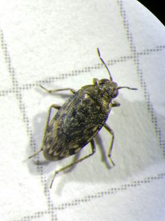 Saldula saltatoria by (c) carnifex, some rights reserved (CC BY), uploaded by carnifex. Used under a CC-BY license.