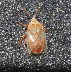 Kleidocerys modestus by (c) Even Dankowicz, some rights reserved (CC BY), uploaded by Even Dankowicz. Used under a CC-BY license.