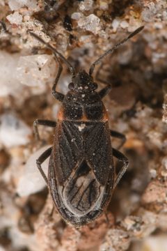 Lygaeospilus fusconervosus by (c) Trevor Van Loon, some rights reserved (CC BY), uploaded by Trevor Van Loon. Used under a CC-BY license.