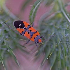 Lygaeus by (c) Kostas Zontanos, some rights reserved (CC BY), uploaded by Kostas Zontanos. Used under a CC-BY license.