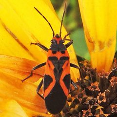 Lygaeus by (c) Bill Keim, some rights reserved (CC BY). Used under a CC-BY license.