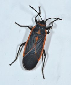 Melacoryphus circumlitus by (c) Don Loarie, some rights reserved (CC BY). Used under a CC-BY license.