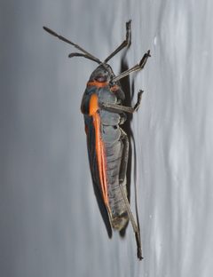 Melacoryphus circumlitus by (c) Don Loarie, some rights reserved (CC BY). Used under a CC-BY license.
