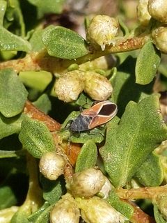 Melanopleurus by (c) Ken-ichi Ueda, some rights reserved (CC BY), uploaded by Ken-ichi Ueda. Used under a CC-BY license.