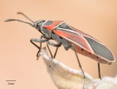 Neacoryphus by no rights reserved, uploaded by Jesse Rorabaugh. Used under a CC0 license.