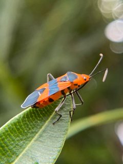Oncopeltus aulicus by (c) Sandra H Statner, some rights reserved (CC BY), uploaded by Sandra H Statner. Used under a CC-BY license.