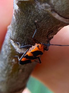 Oncopeltus aulicus by (c) Sandra H Statner, some rights reserved (CC BY), uploaded by Sandra H Statner. Used under a CC-BY license.