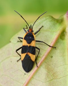Oncopeltus sandarachatus by (c) Roger Rittmaster, some rights reserved (CC BY), uploaded by Roger Rittmaster. Used under a CC-BY license.